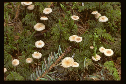 picture of marasmius pallidocephalus