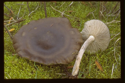 Picture of Melanoleuca melaleuca