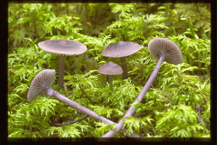 Picture of Mycena pura