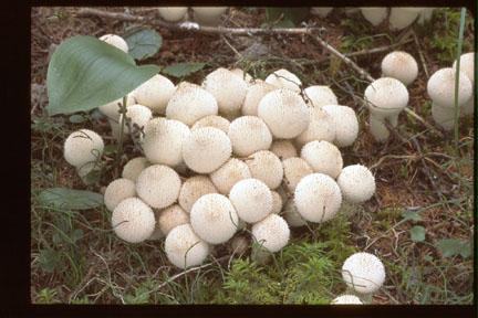 Picture of Lycoperdon perlatum