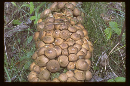 Picture of Lycoperdon pyriforme