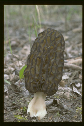 picture of Morchella elata