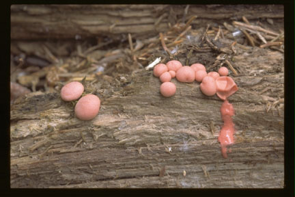 Picture of Lycogala epidendrum