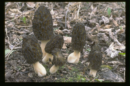 picture of Morchella elata