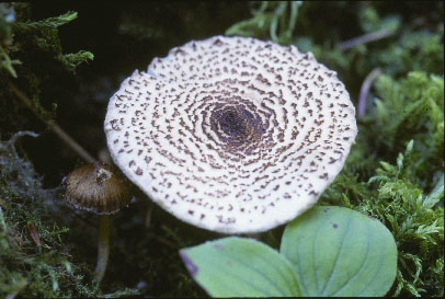 picture of Lepiota cortinarius