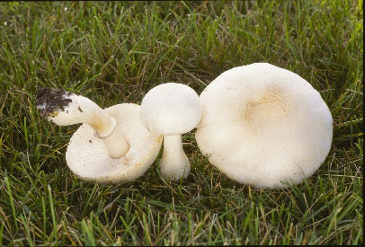 picture of Lepiota naucina