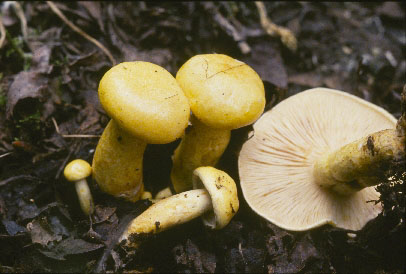 Picture of Lactarius aspideoides