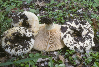 Picture of Lactarius controversus