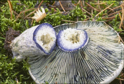 picture of Lactarius indigo