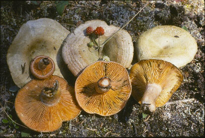 Picture of Lactarius deliciosus