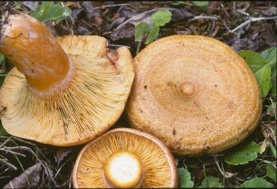 Picture of Lactarius deliciosus