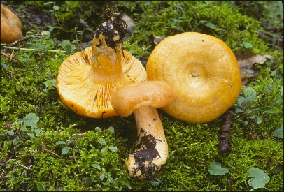 Picture of Lactarius deliciosus