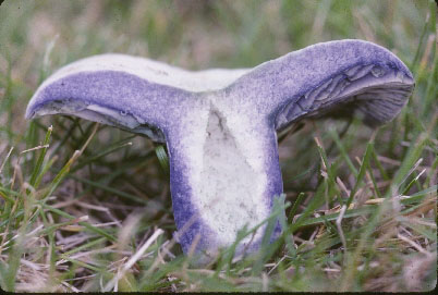 Picture of Lactarius indigo