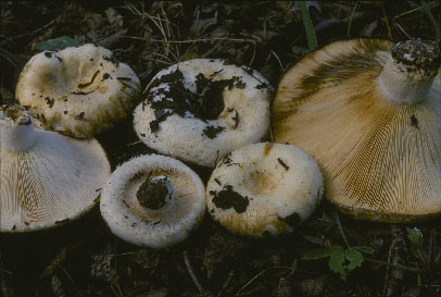 Picture of Lactarius resimus