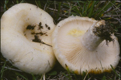 Picture of Lactarius resimus