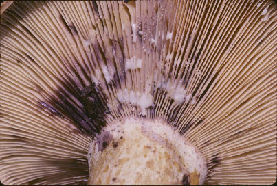 picture of Lactarius representaneus