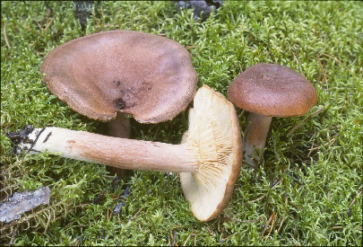 Picture of Lactarius rufus