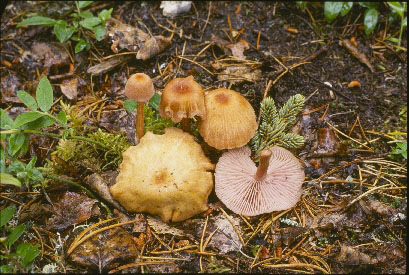 Picture of Laccaria laccata