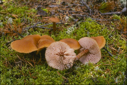 Picture of Laccaria laccata