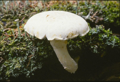 Picture of Lentinus lepideus