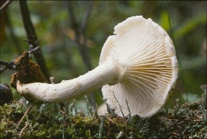 Picture of Lentinus lepideus