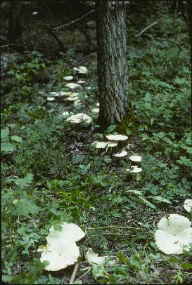 Picture of Leucopaxillus albissimus