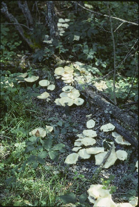 Picture of Leucopaxillus albissimus