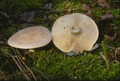 Picture of Leucopaxillus piceinus