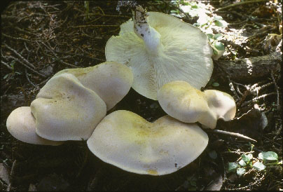 Picture of Leucopaxillus piceinus