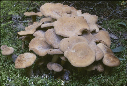 Picture of Lyophyllum decastes