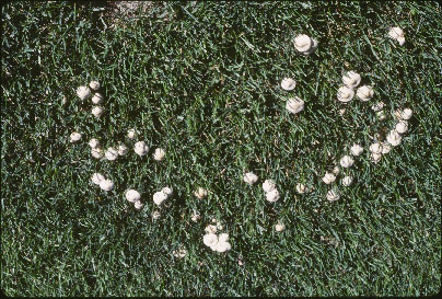 Picture of Marasmius oreades