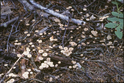 Picture of Marasmius pallidocephalus