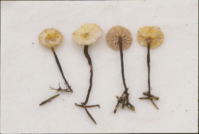 Picture of Marasmius pallidocephalus