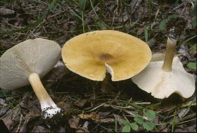 Picture of Melanoleuca alboflavida