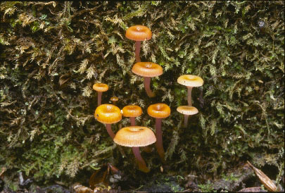 Picture of Mycena lilacifolia