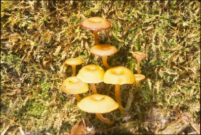 Picture of Mycena lilacifolia