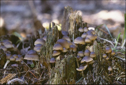 Picture of Mycena overholtzii