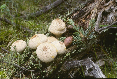 Picture of Lycoperdon pyriforme