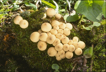 Picture of Lycoperdon pyriforme