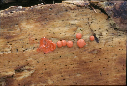 Picture of Lycogala epidendrum