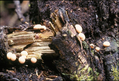 Picture of Lycogala epidendrum