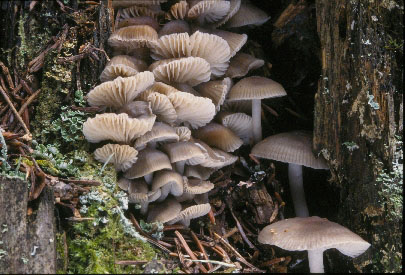 Picture of Mycena overholtzii