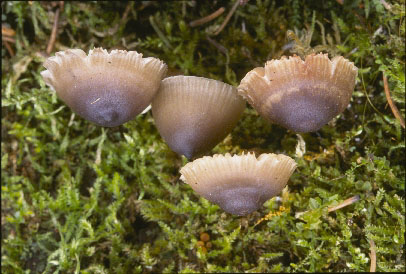 Picture of Mycena overholtzii