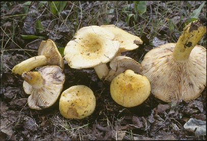 Picture of Lactarius aspideoides