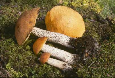 Picture of Leccinum insigne