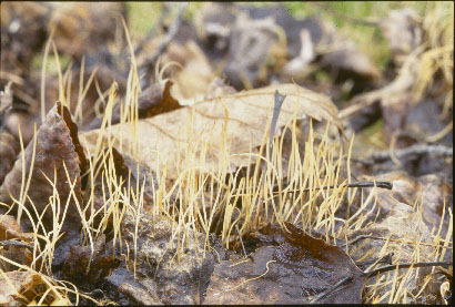 Picture of Macrotyphula juncea