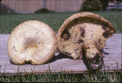 Picture of Lactarius representaneus