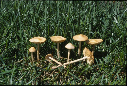 picture of Marasmius oreades