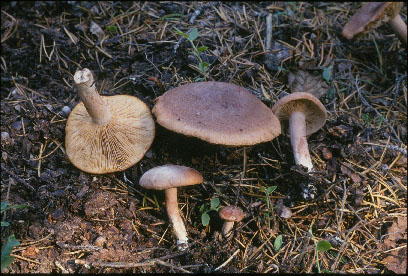 Picture of Lactarius subdulsis