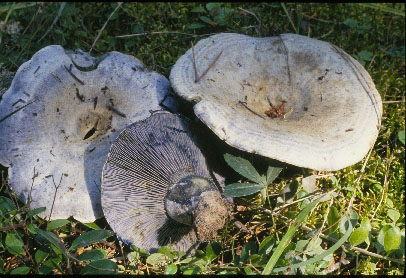 Picture of Lactarius indigo